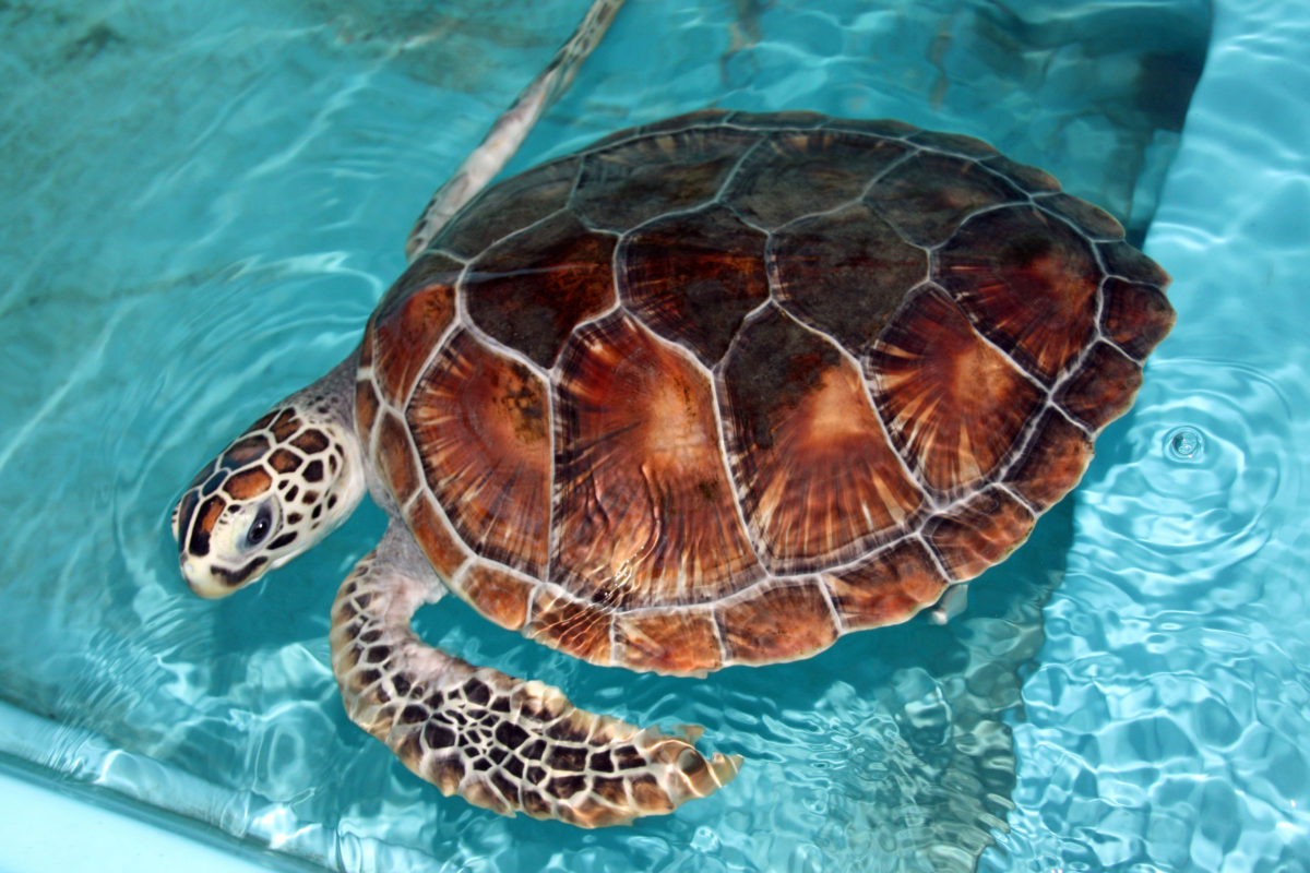 A Hop, Skip and a Jump to a Hawksbill Turtle Conservancy